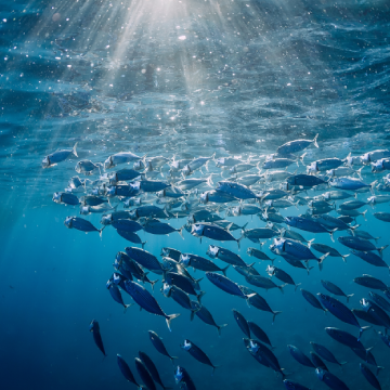 Marine-ecosystem future-forecasting technology for biodiversity conservation