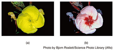 Fig. 1. Flower as viewed by humans (a) and honeybees (b).