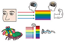 Fig. 2. Comparison between the ways in which humans and squillae see something.