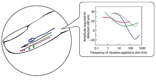 Fig. 1. Response characteristics of mechanoreceptors and the nerves.