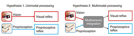 Fig. 2. Hypotheses of sensory process for reflex control.