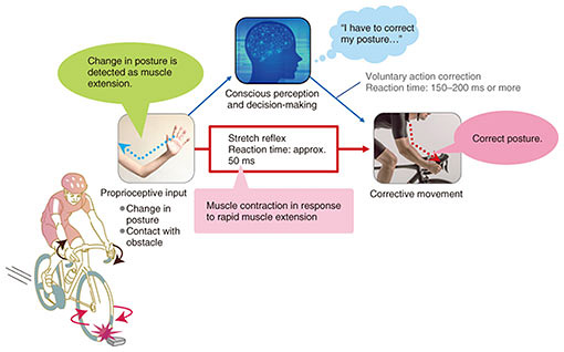 Fig. 2. The process of conscious and unconscious reactions in contact with an obstacle.
