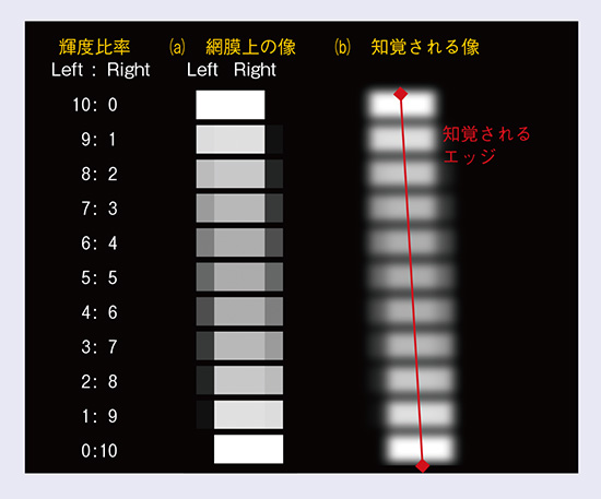 図1　リニアブレンディングにおけるエッジ知覚メカニズム
