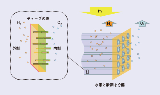 図1　太陽光による水分解システムの概念図