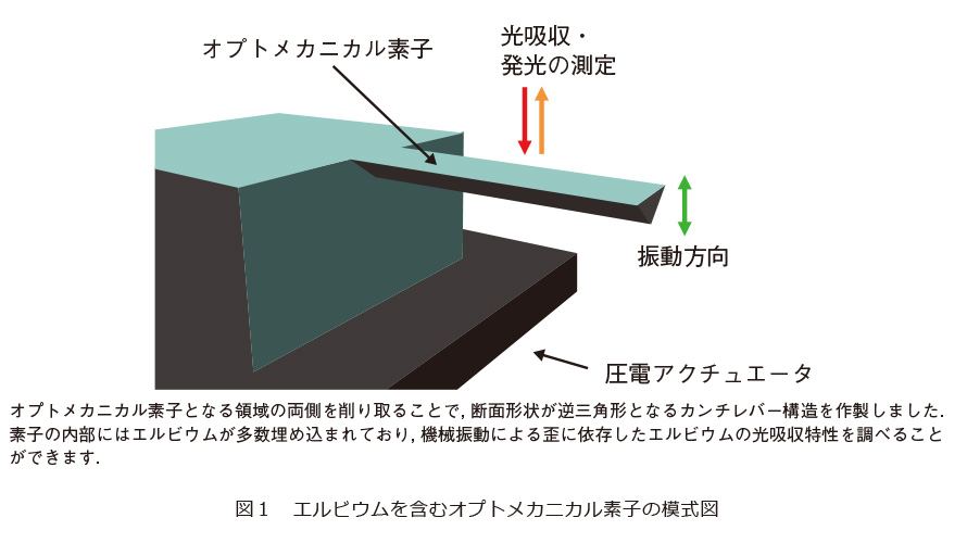 図1　エルビウムを含むオプトメカニカル素子の模式図