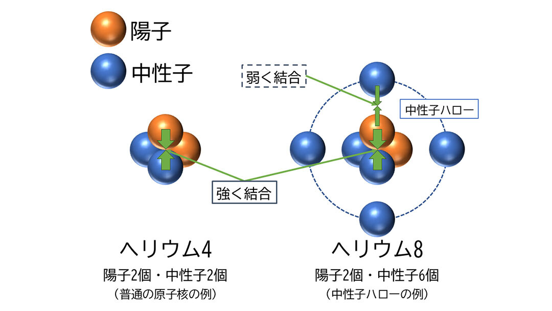 通常の原子核と中性子ハローを持つ原子核の比較。（画像出典：独自作成）
