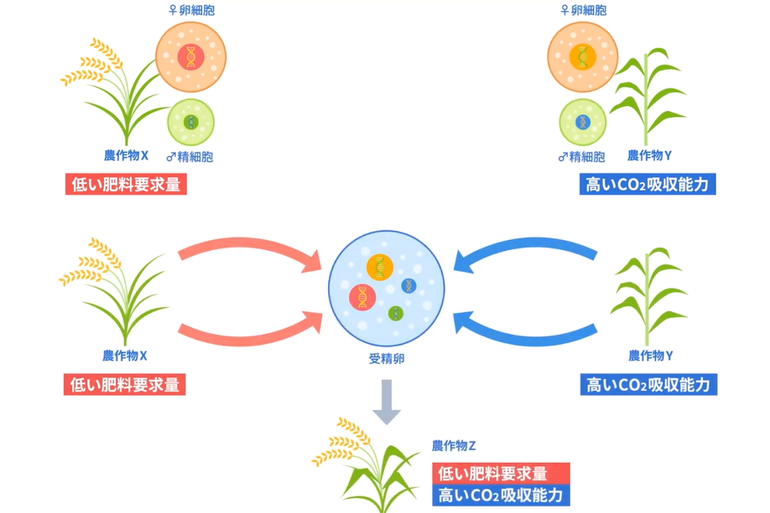 異種交雑を実現する細胞融合技術