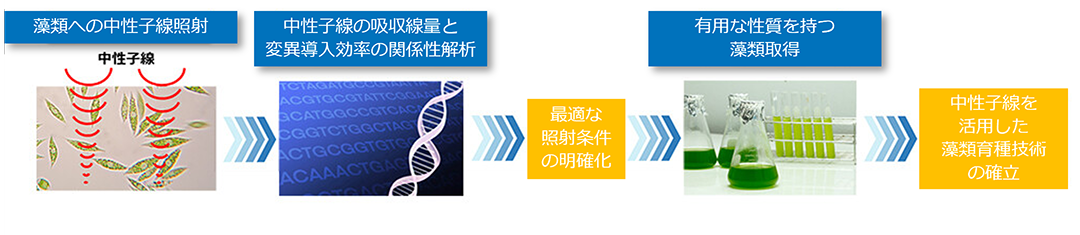 中性子線を活用した藻類の育種技術の研究