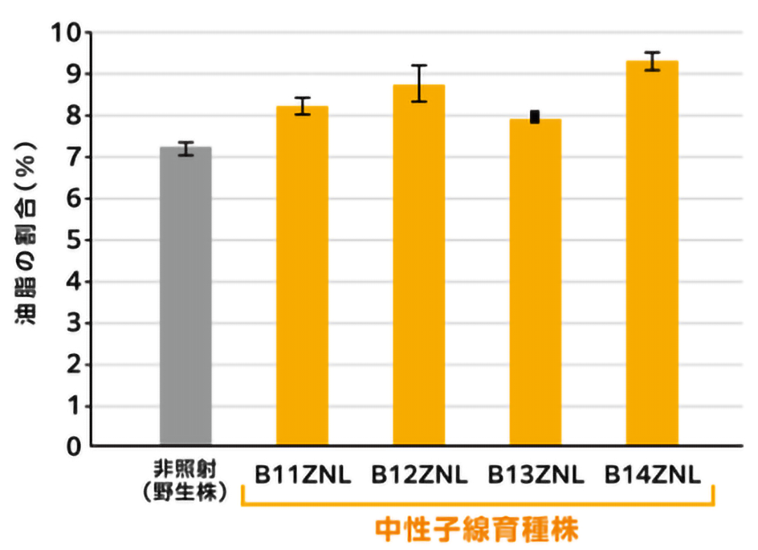 育種株の油脂蓄積量の測定結果。B11ZNL、B12ZNL、B13ZNL、B14ZNLの4つが育種株。中性子線を照射していない野生株に比べて最大で1.3倍の油脂を生成した