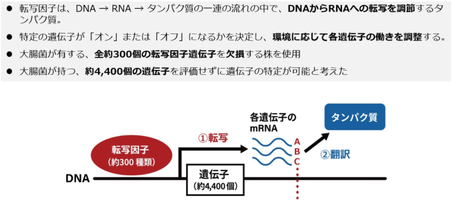 なぜ転写因子に着目したのか